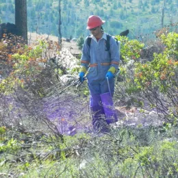 Man spraying herbicide to manage vegetation in a post-fire forest.