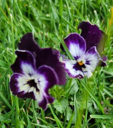Purple violas in the grass