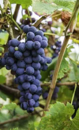 vineyard grapes