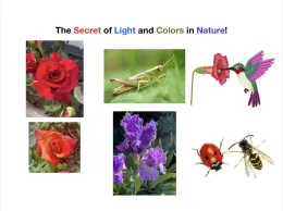 Color and light in the Garden bugs and flowers