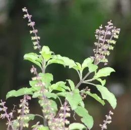 Sprigs of tulsi basil