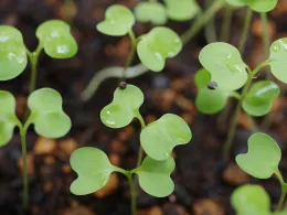 vegetable seedlings