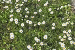 Daisy lawn