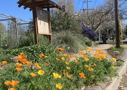 Gehringer Demo Garden with CA poppies and information kiosk