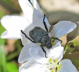 Black beetle on a white rose