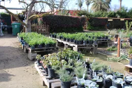 plants for sale