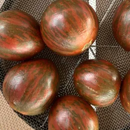 Dark red tomatoes with green striping