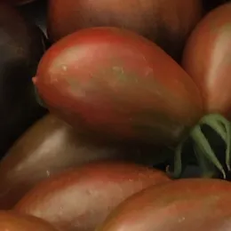 Elongated red tomato with faint greenish streaks