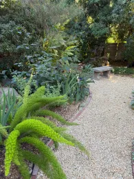 path with fern and bench
