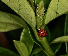 Lady bug on rose stem