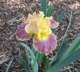 purple and yellow bearded iris