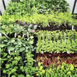 New spring plant shoots 