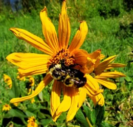 Common eastern bumble bee queen and drone (male) mating in the center of a large flower, reportedly a Jerusalem artichoke