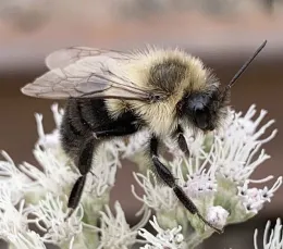 Common eastern bumble bee worker on a white staminate (having stamens but no petals) plant
