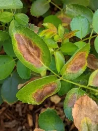 Photo of a rose bush with many severely burnt leaves.
