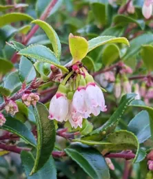 Green leaves and pink, bell shaped blossoms of an evergreen huckleberry.