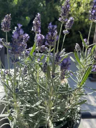 Hidcot lavender