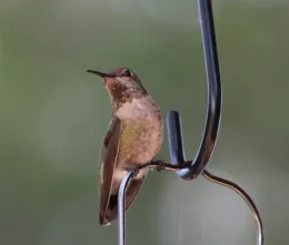 humingbird on feeder
