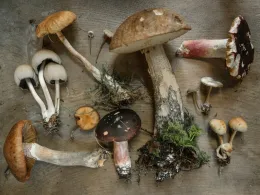 a variety of mushrooms