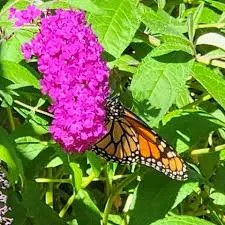 Butterfly sitting on the purple flower of the butterfly bush