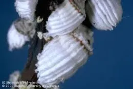 Cottony Cushion Scales infestation on the branch.