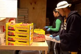 packing shed setting; a woman packs strawberries while a man reviews a clipboard