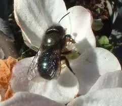 Female Mason Bee sits on the white flower