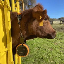 Cow fitted with a Gallagher eShepherd Collar