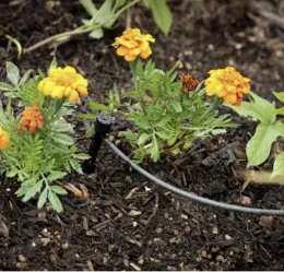 Small plants grouped with similar water needs