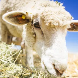 a close up of a sheep's face