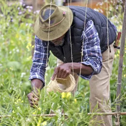 a farmer standing in a field trellising a climbing plant