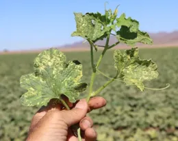 A hand holding up a diseased plant in the middle of a field