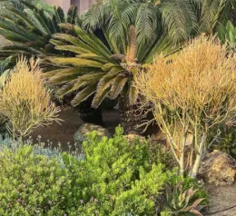 A variety of shrubs and plants amongst manicured landscaping