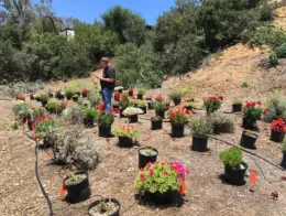 A Student Worker Observes Pollinators at the San Diego Botanic Garden