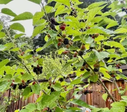 black fruits on a mulberry tree