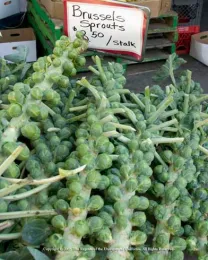 Brussels sprouts on stalks