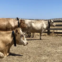 Cattle fitted with a Halter VF collar