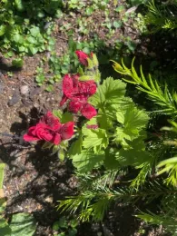 red Martha Washington geranium