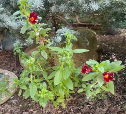 red sticky monkey flower shrub