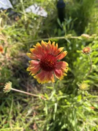 Close-up image of a blanket flower (Gaillardia ssp)