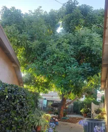 a large avocado tree next to a house
