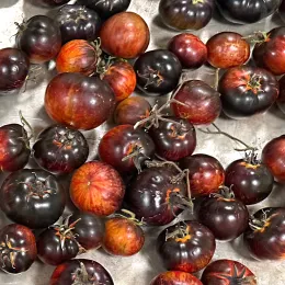 Over 2 dozen small tomatoes colored nearly black purple, with dark red and orange streaks