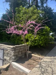 small tree with purple flowers