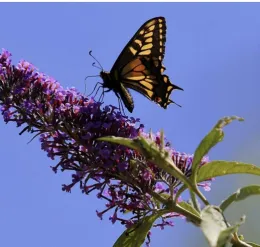 Butterfly pollinating flower 