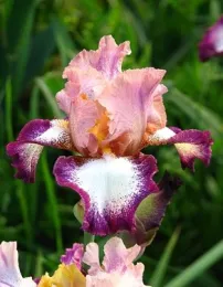 common bearded iris