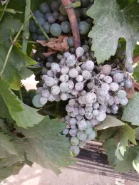 Clusters of purple grapes with powdery mildew.