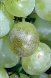 Cluster of green grapes with one berry showing white powdery mold infection on its surface.
