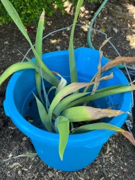 Iris plant soaking roots in a bow of water to loosen dirt