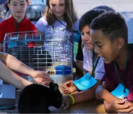children gathered around a black bunny on a table