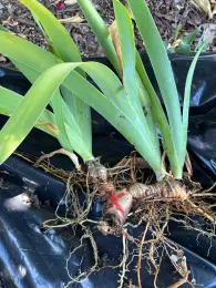 Rhizomes displayed with a red x of the one not to keep